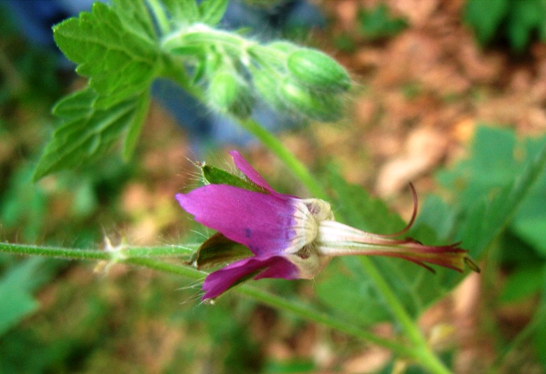 Geranium reflexum